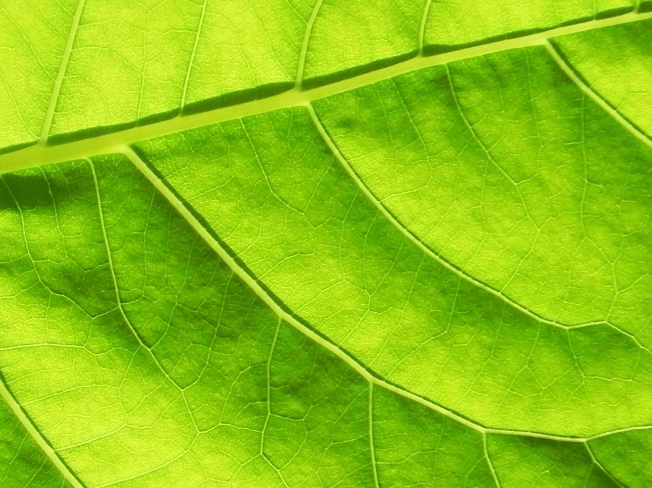 Nahaufnahme der grünen Blattbeschaffenheit foto