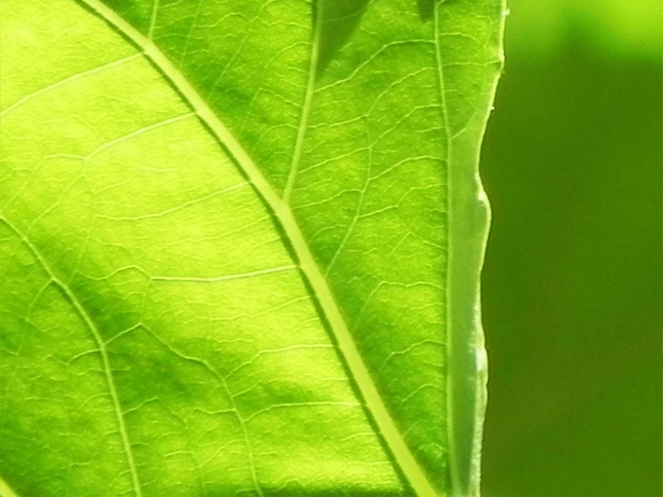 Nahaufnahme der grünen Blattbeschaffenheit foto