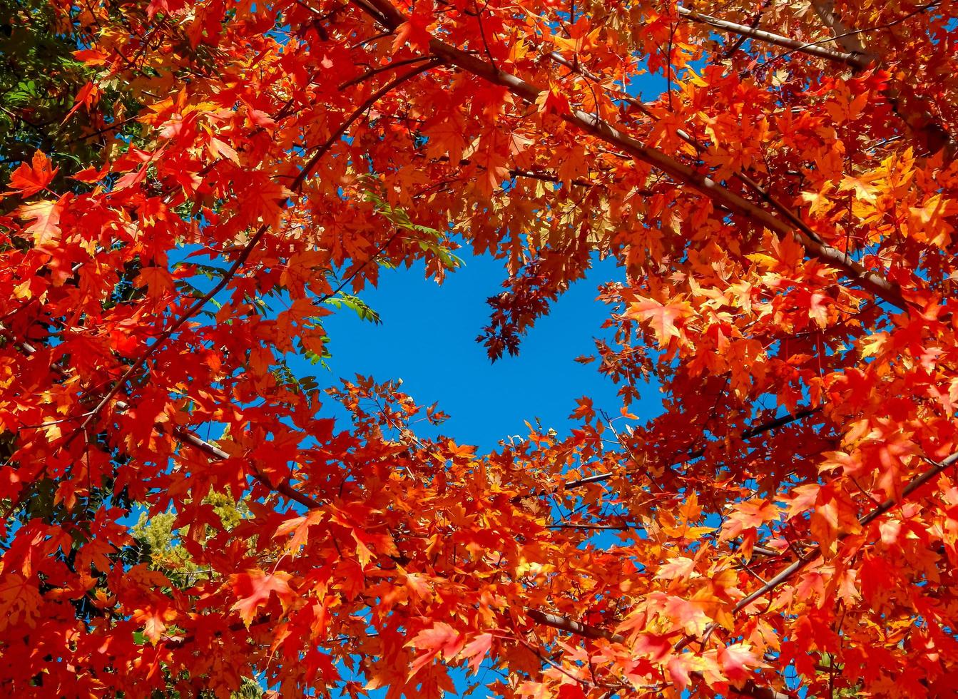 Blätter um das Blau - eine Ahornszene im Oktober - Biegung, oder foto