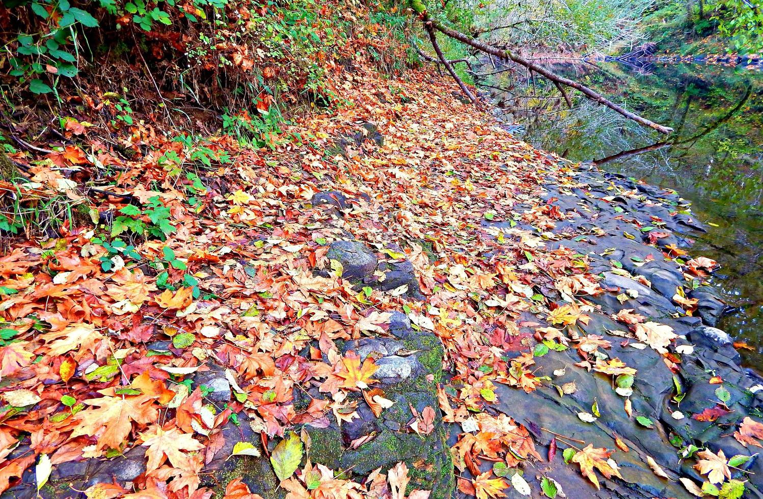 alsea Herbst auf Brombeercampingplatz am alsea Fluss in der Nähe von Gezeitenwasser, oder foto
