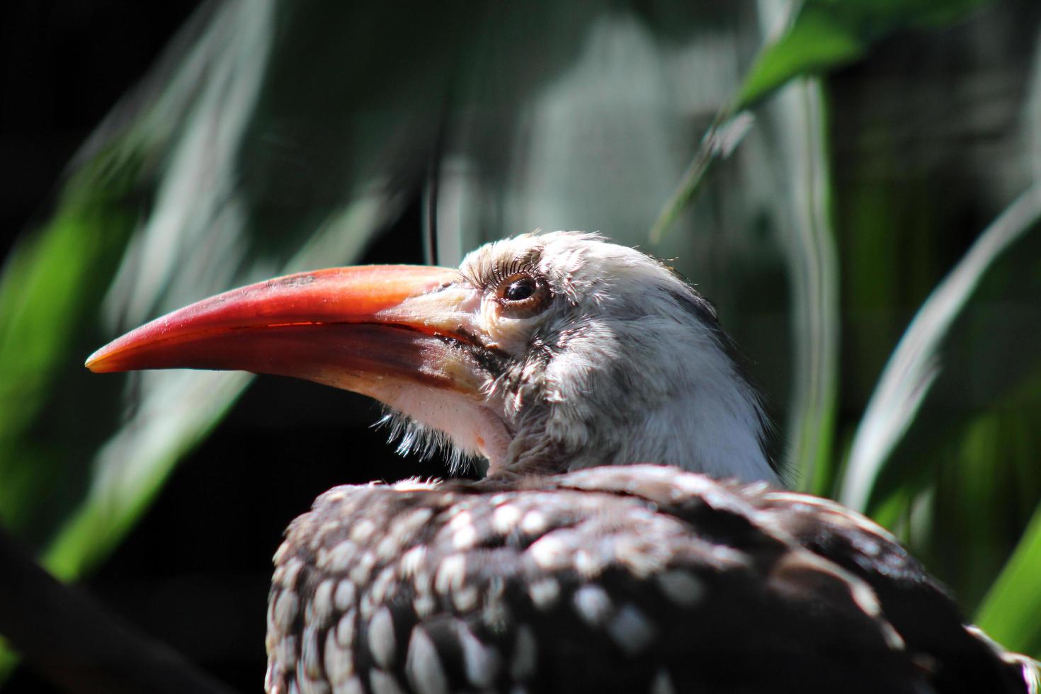 Lichtstrahl auf Vogel foto