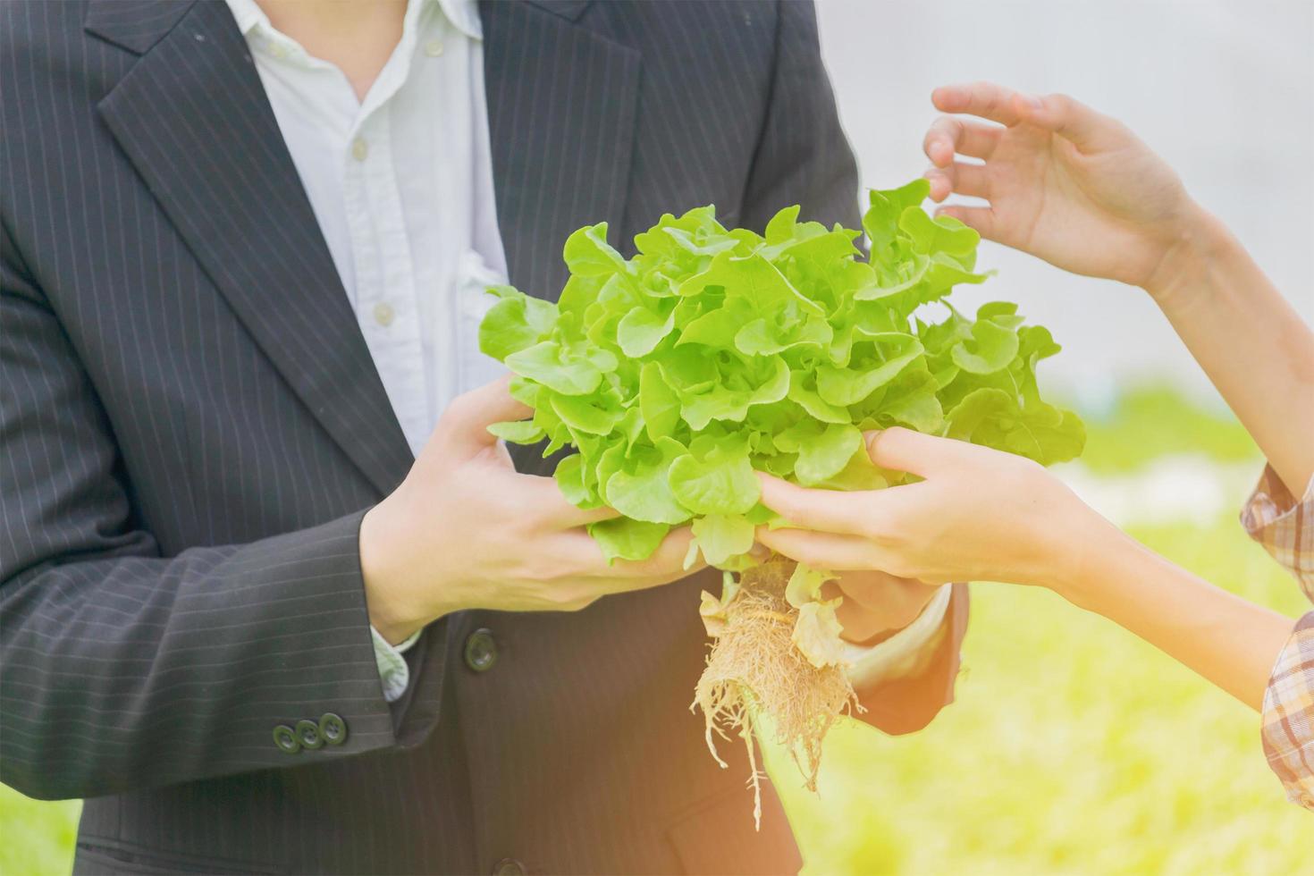 Nahaufnahmehand, die einen Salat und Bio-Gemüse von der Farm hält. Anbau von Gemüse und Hydrokultur. Gesundheitskonzept für die Landwirtschaft foto