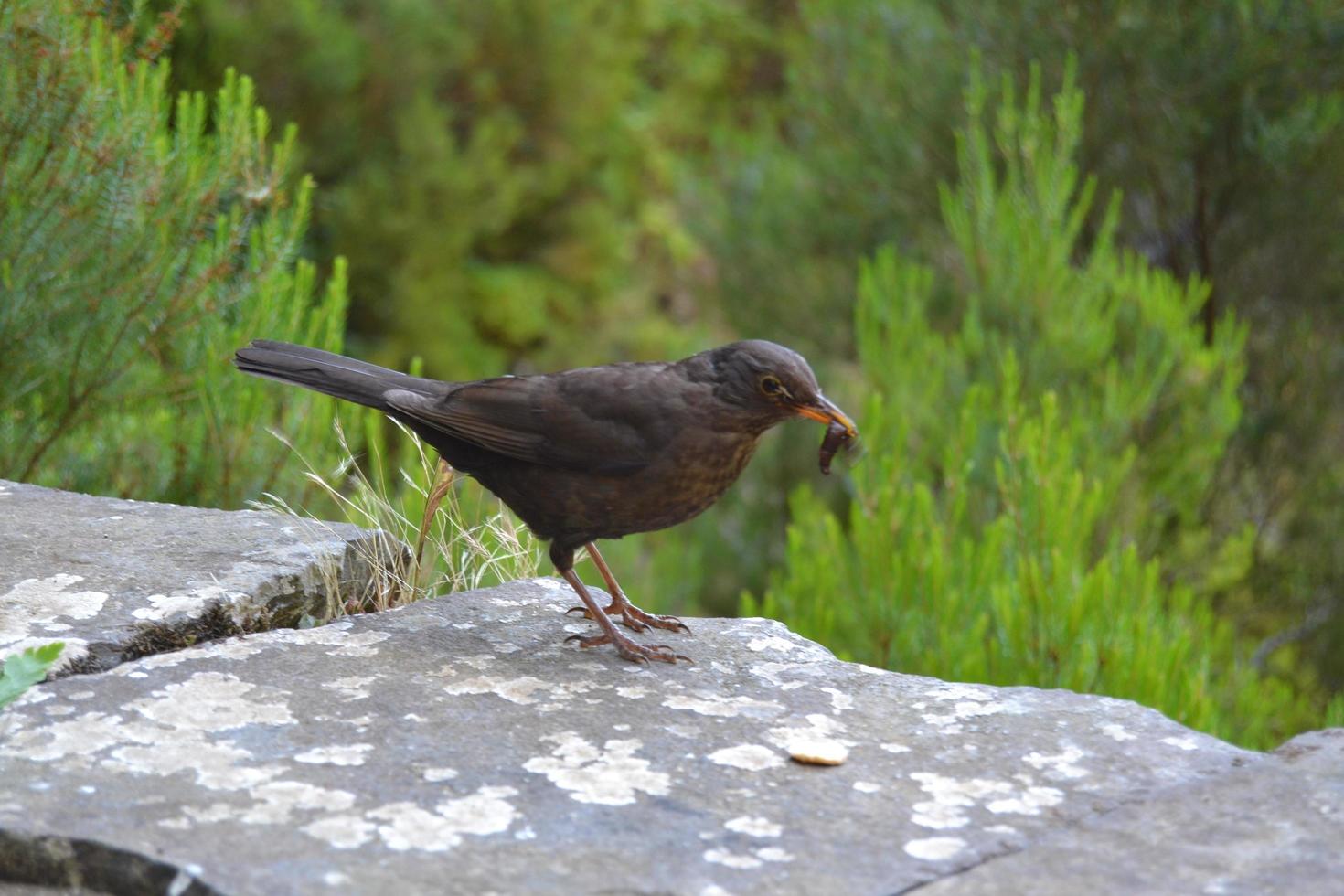 schwarzer wilder Vogel, der einen Regenwurm isst foto