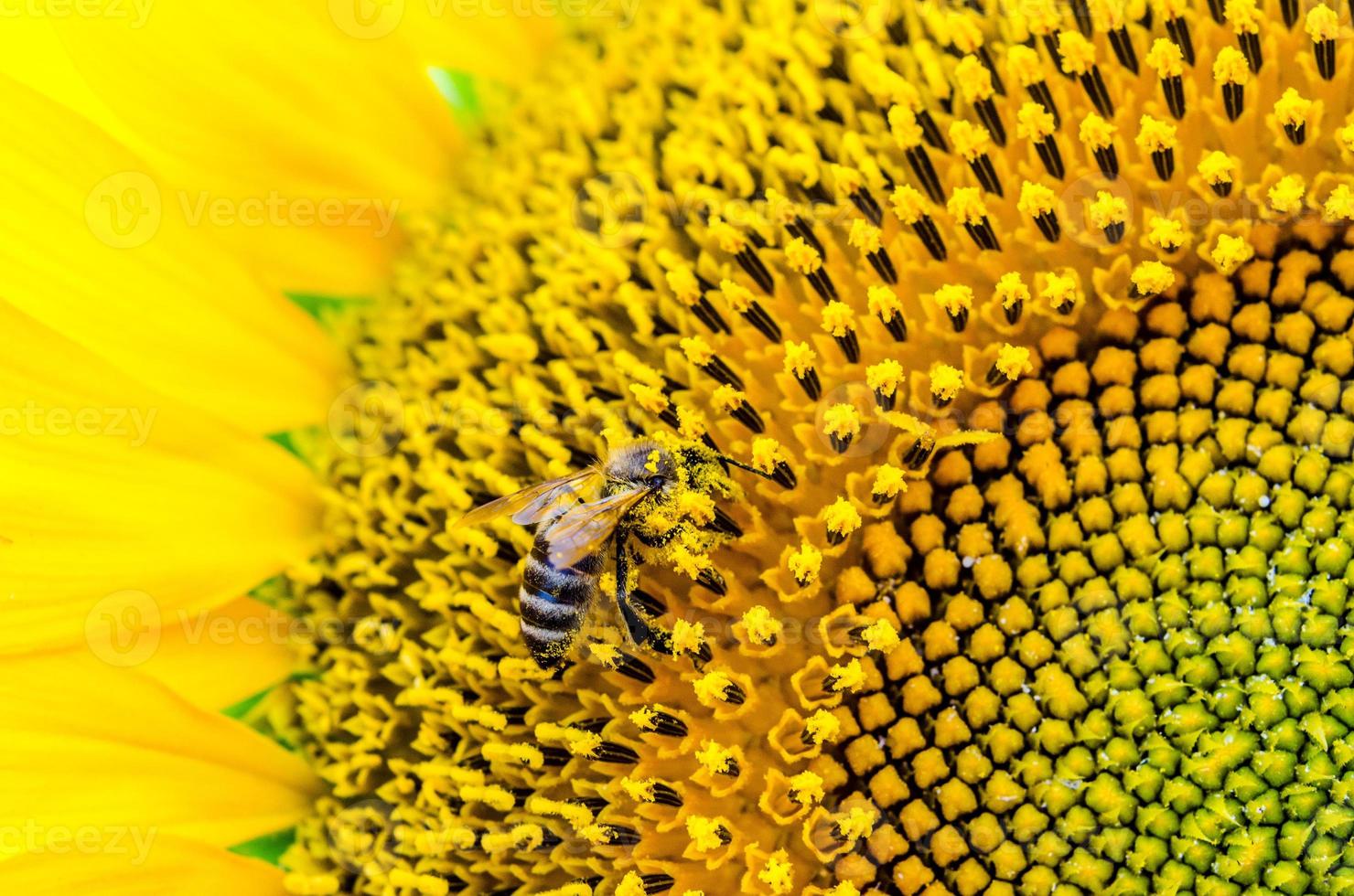 leuchtend gelbe Sonnenblume mit einer Biene, die Pollen sammelt foto