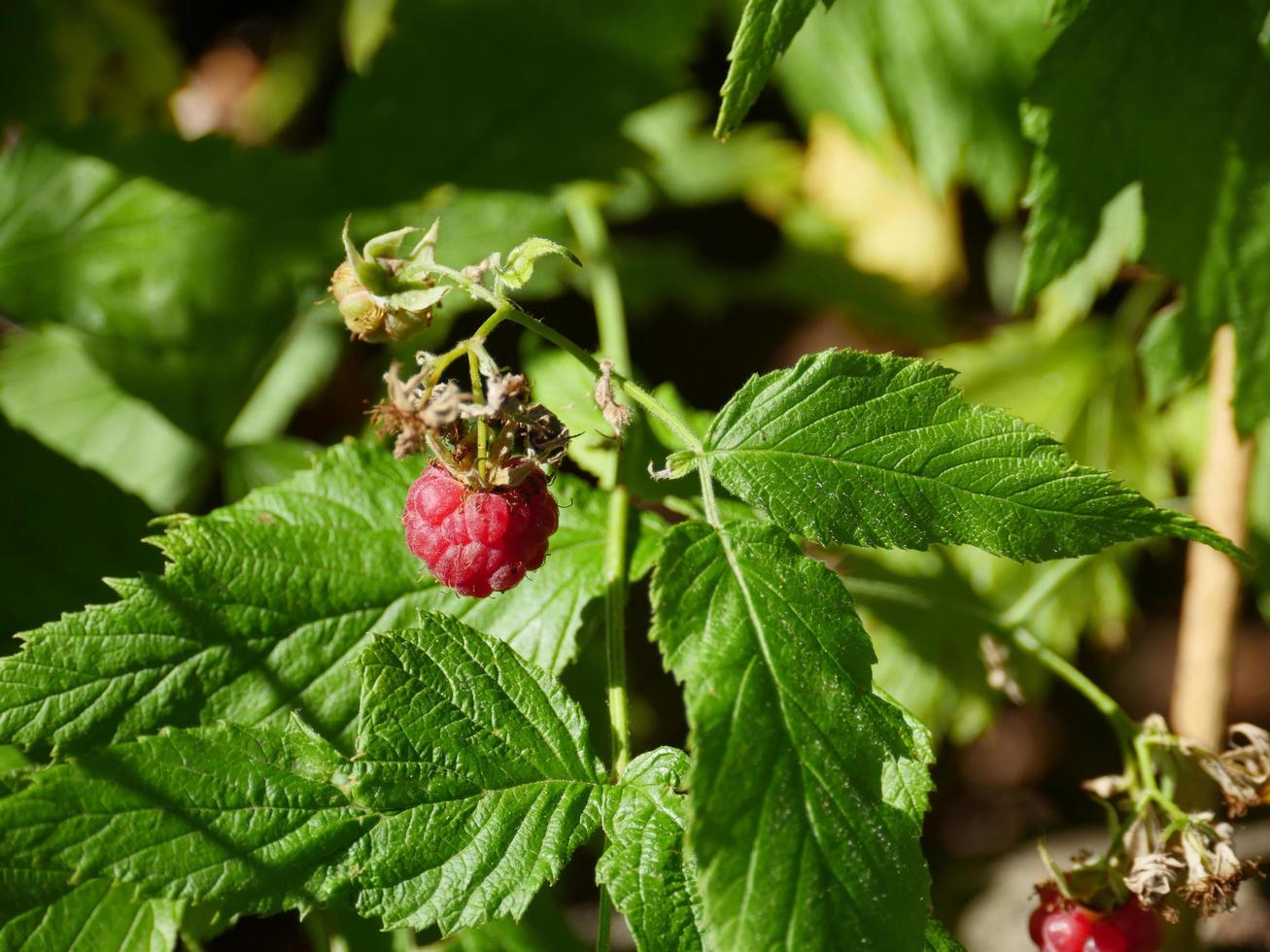 rote Waldhimbeere ein Zweig foto