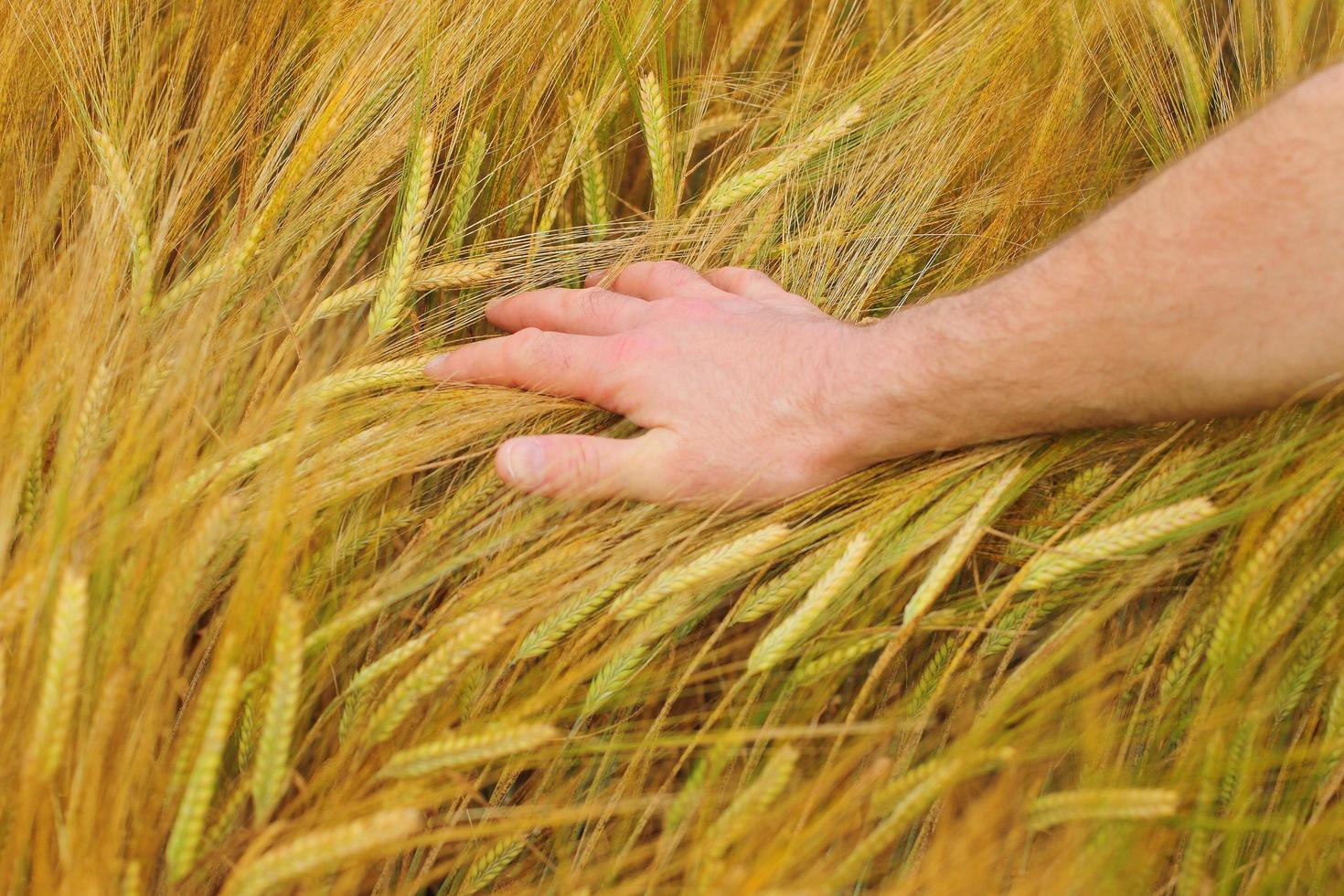 Hand auf Weizen foto