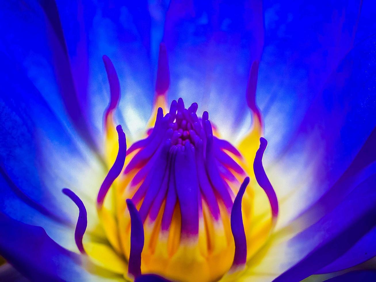 Lotusblume in der Natur foto