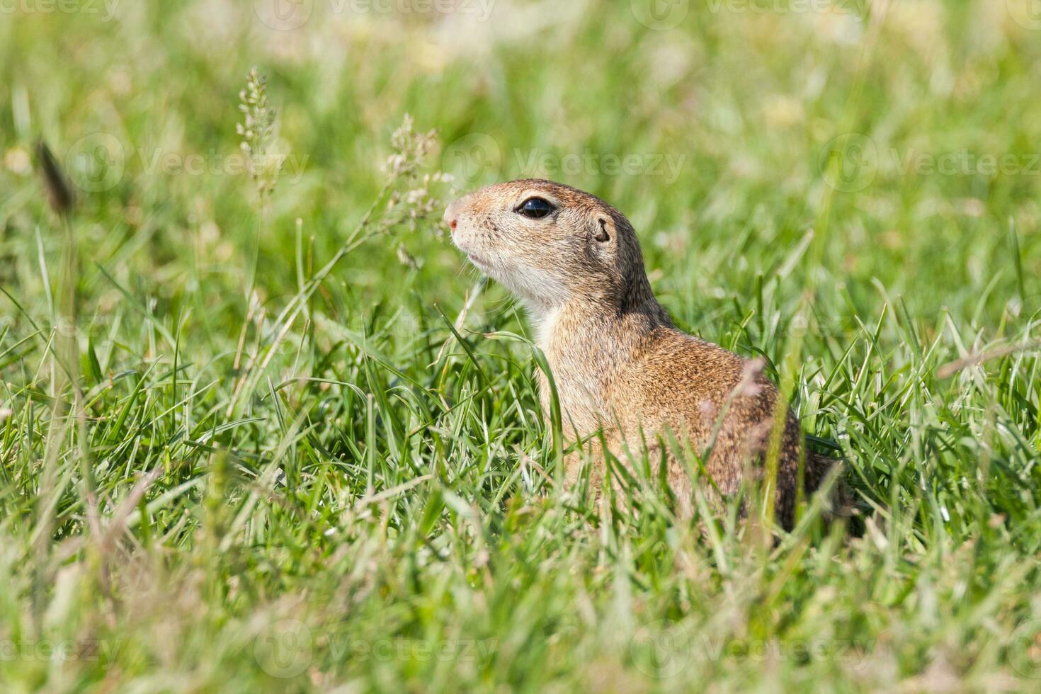 Europäisches Grundeichhörnchen foto