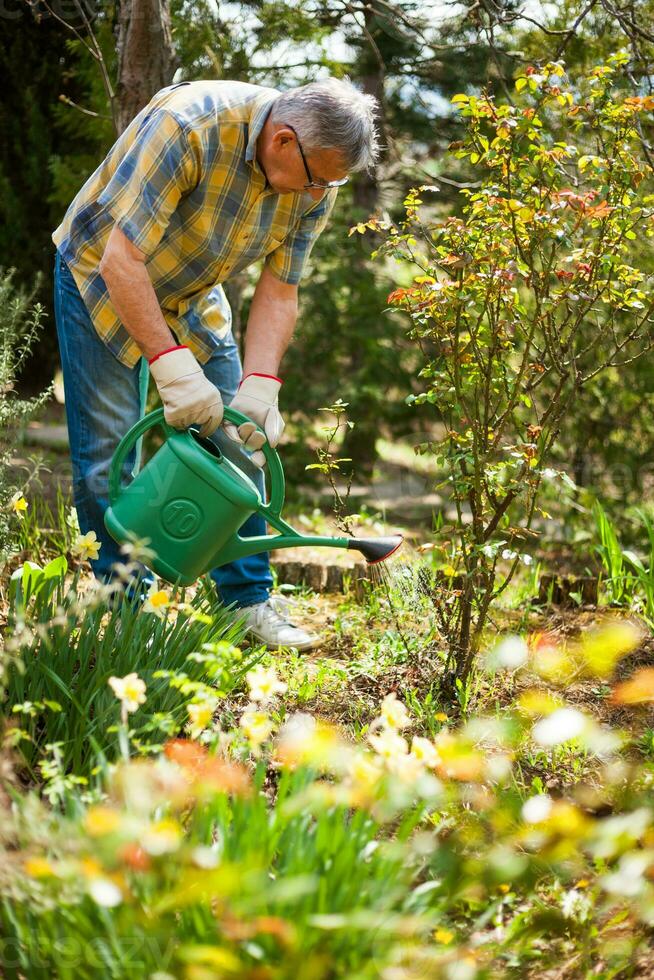 ein Senior Mann nehmen Pflege von seine Garten foto