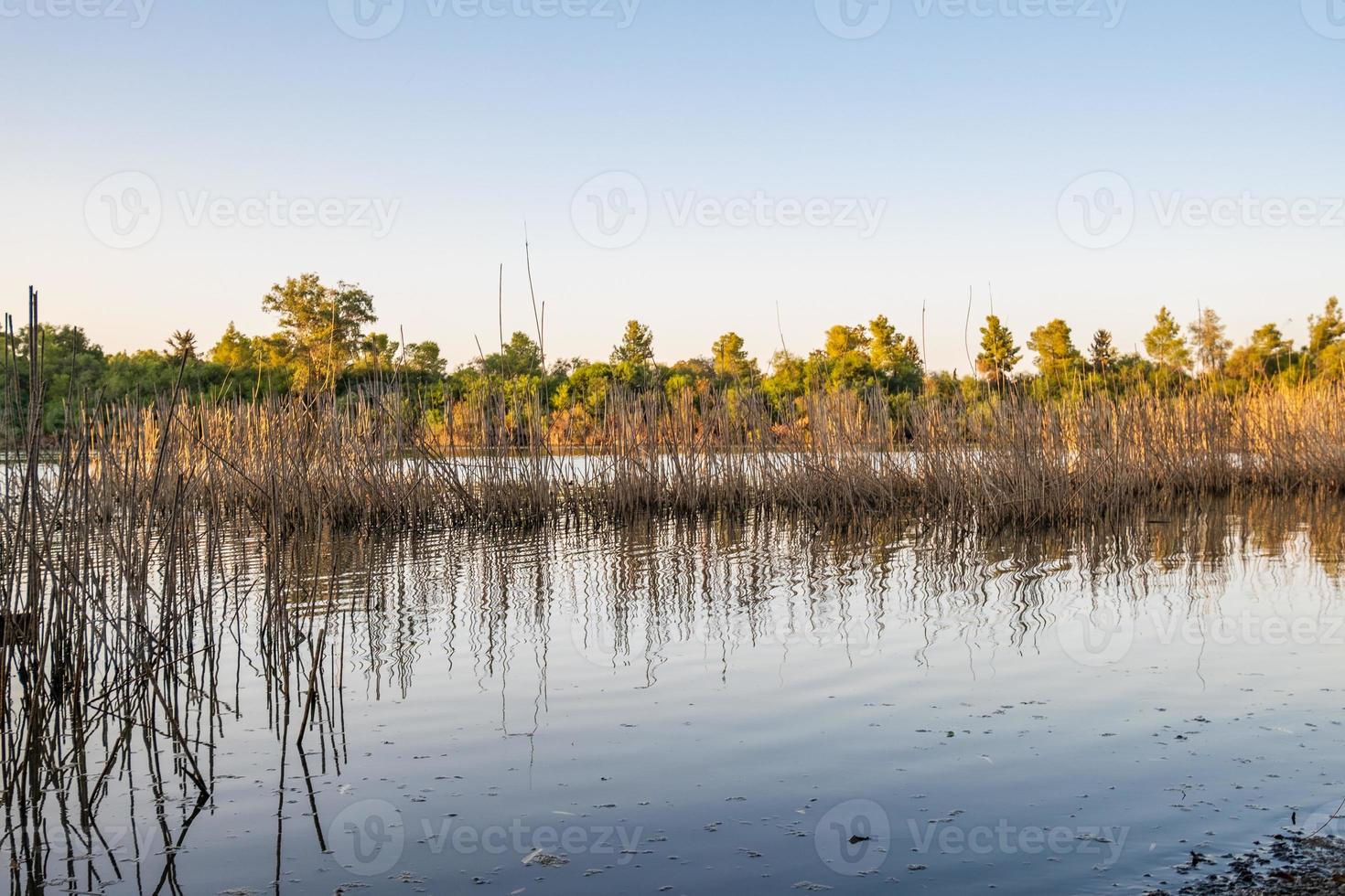 athalassa See Zypern mit Zuckerrohr- und Zweigwasserreflexionen an einem schönen sonnigen Nachmittag foto