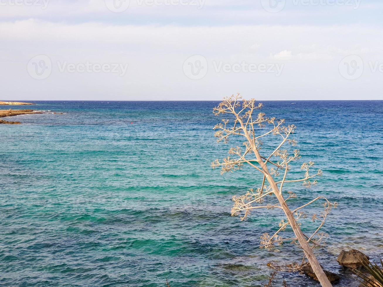 trockene verzweigte Pflanze vor dem Hintergrund des blauen Meeres in Protaras, Zypern. foto