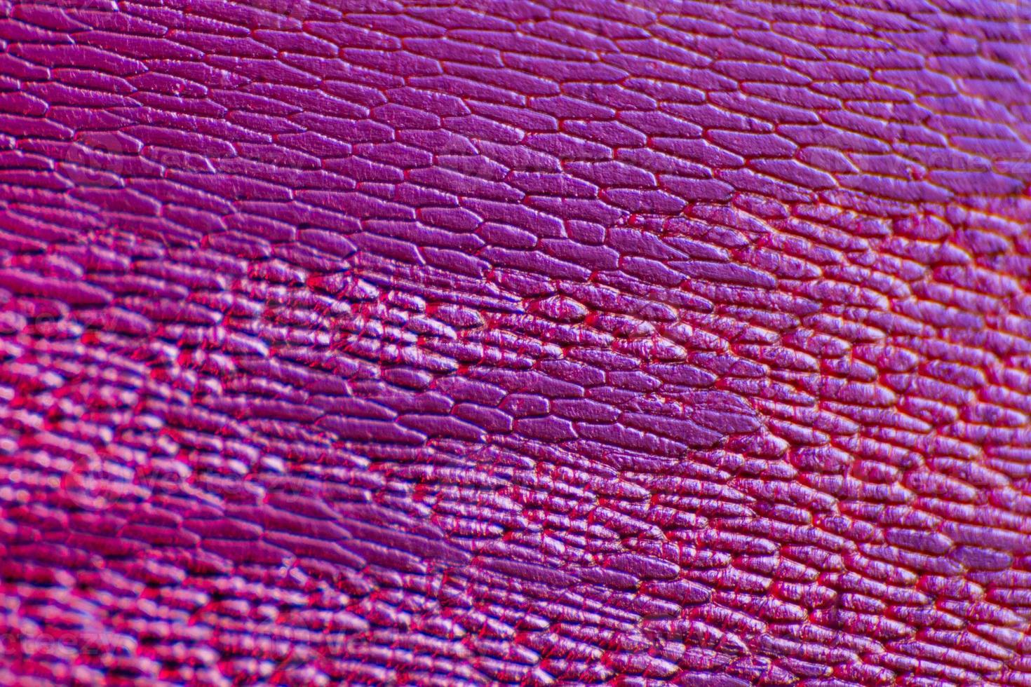 Zwiebelepidermis mit pigmentierten großen Zellen, die als abstrakter Hintergrund geeignet sind foto
