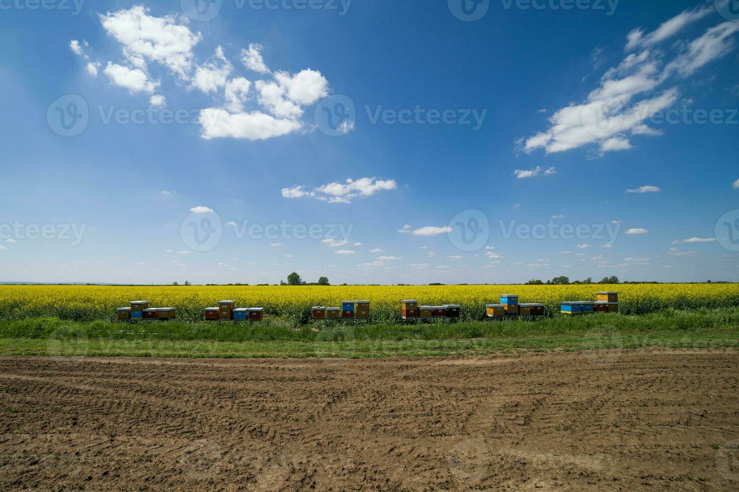 Ölsaaten vergewaltigen Feld und Bienenstöcke auf ein sonnig Tag. foto