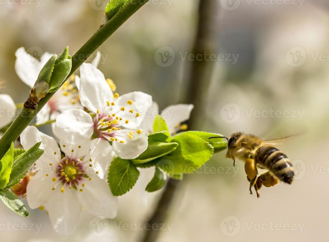 Biene fliegt zu einer Blume foto