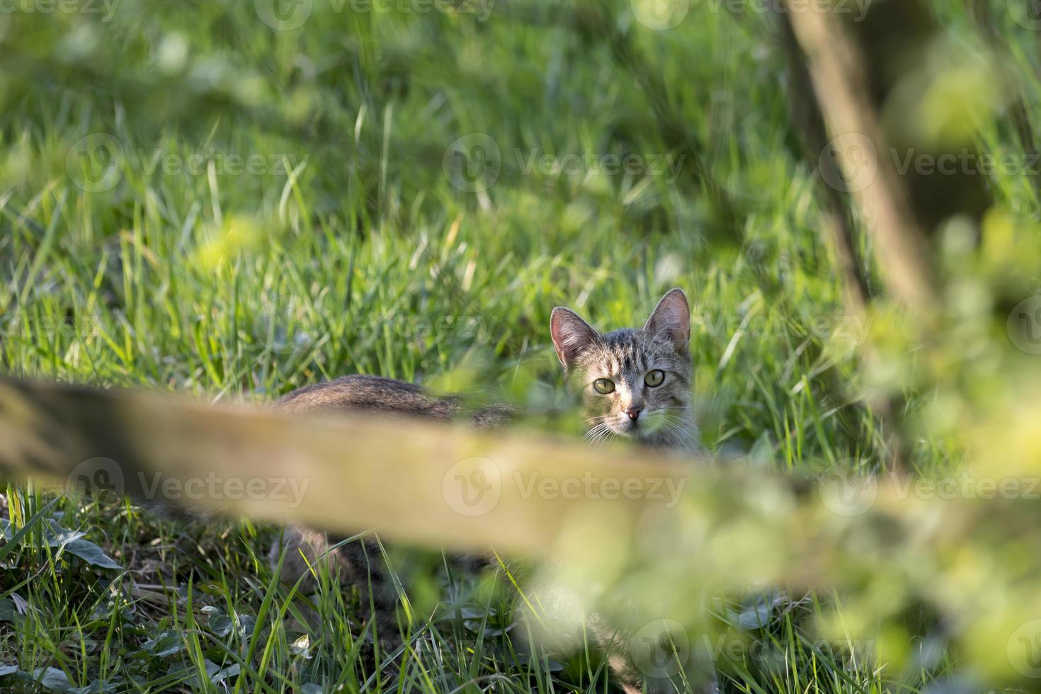 Katze hinter einem Zaun foto