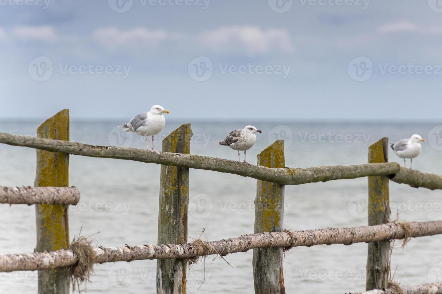 Möwen auf einem Zaun mit dem Meer im Hintergrund foto