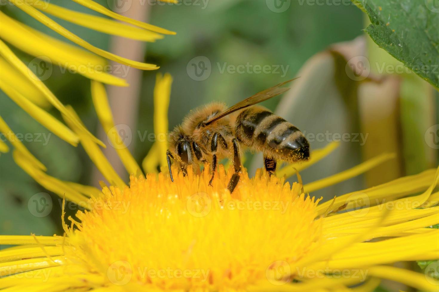 Honigbiene auf einer gelben Blume foto