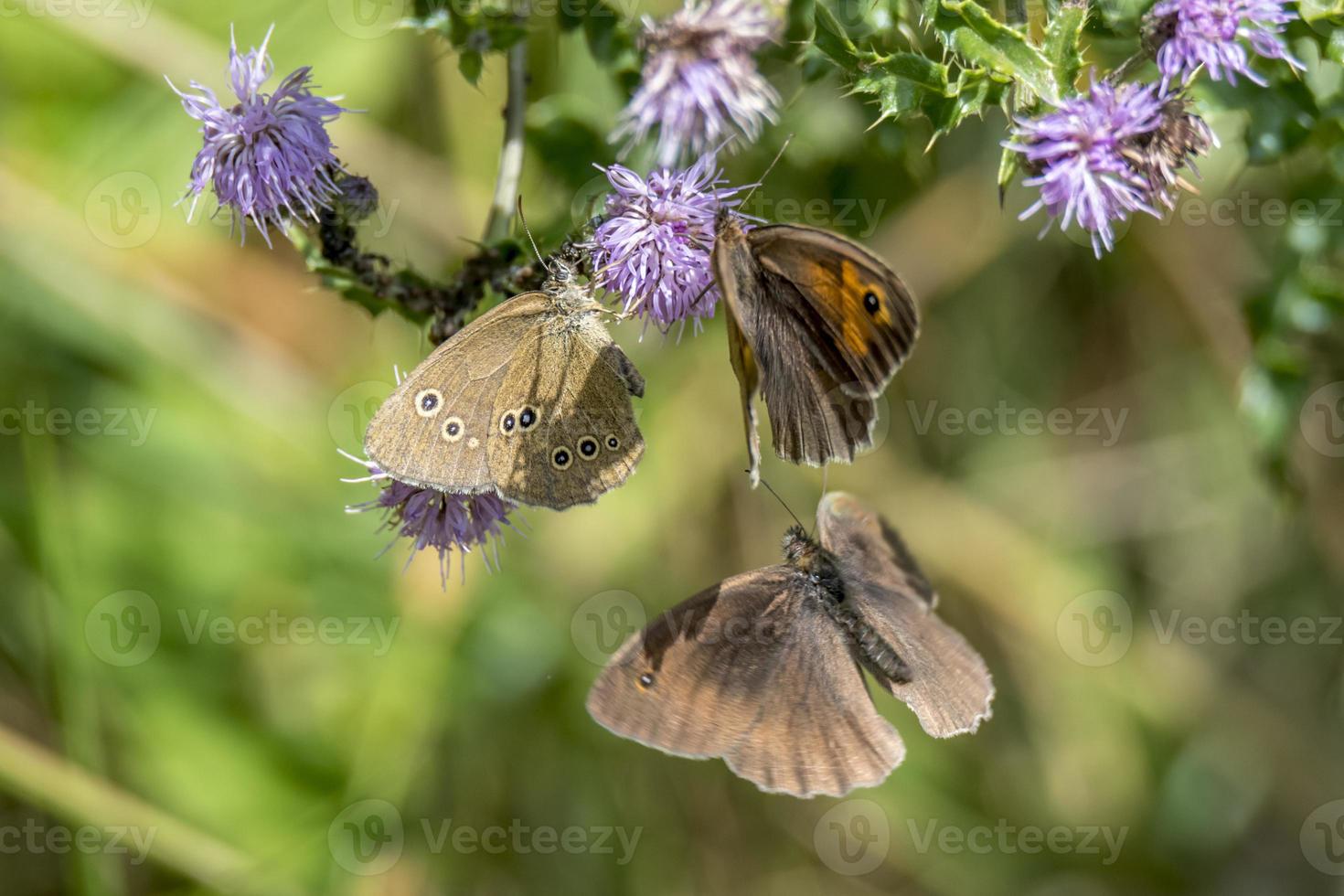 drei Schmetterlinge fliegen um lila Blumen foto