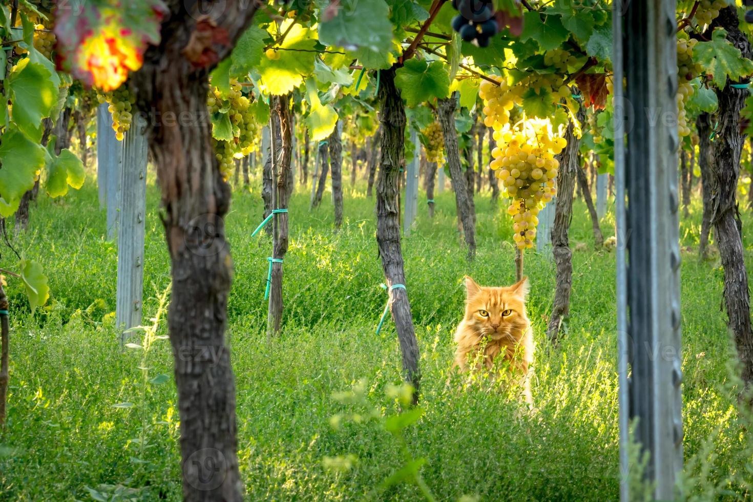 orange Katze sitzt zwischen Trauben in einem Weinberg foto