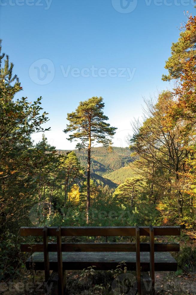 Bank mit Blick auf den Baum foto