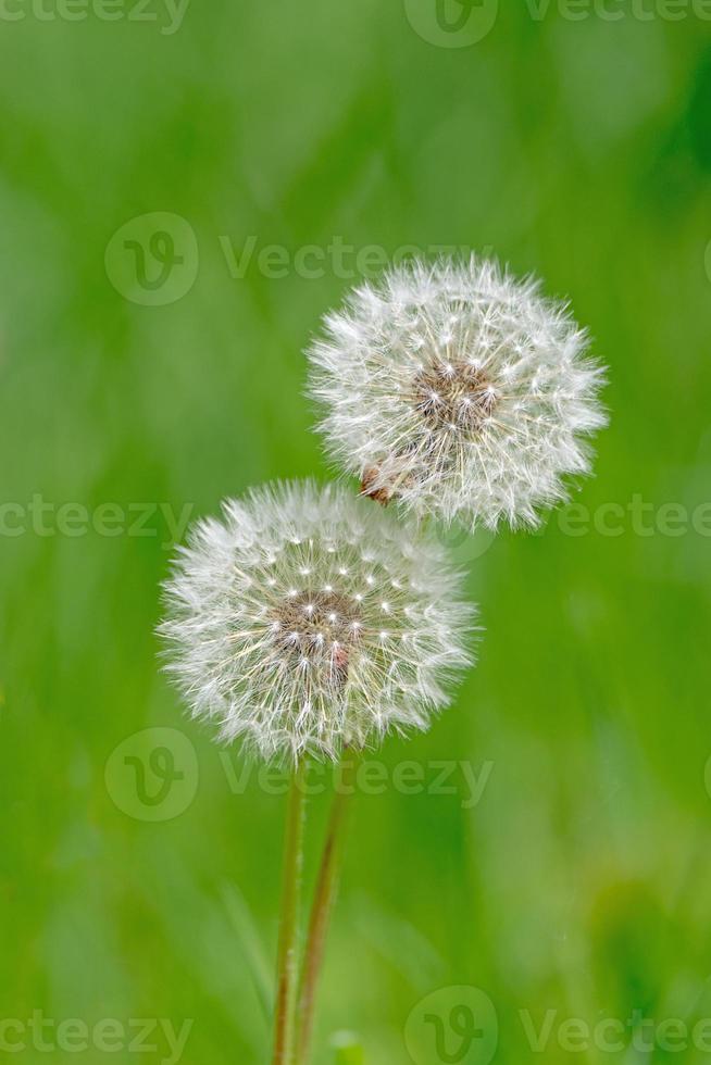 zwei Löwenzahn auf einem grünen Hintergrund foto