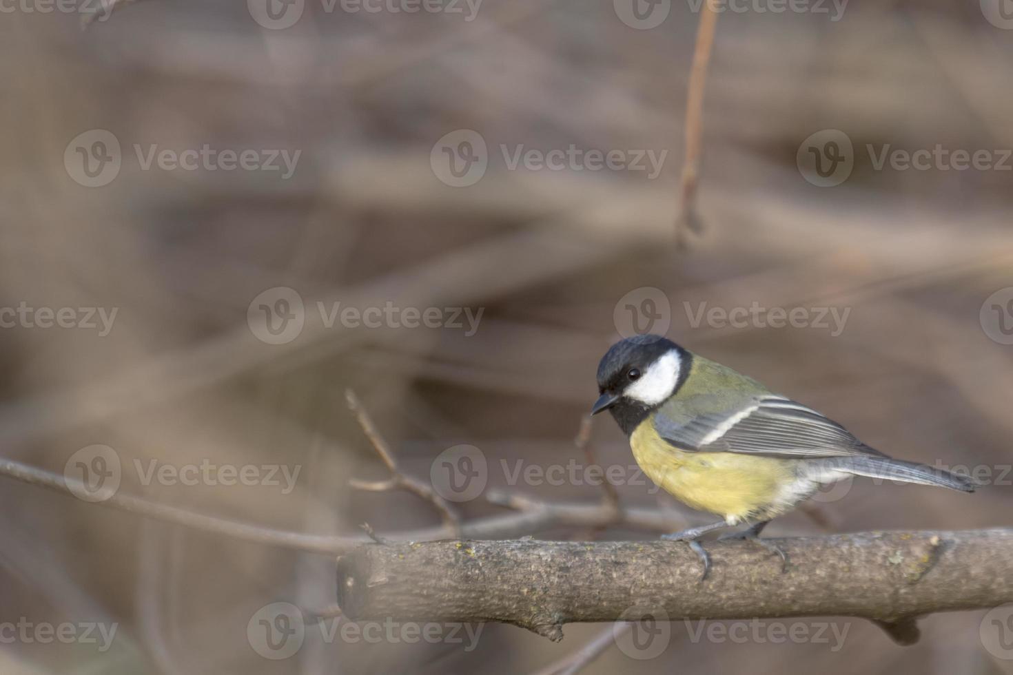 Kohlmeise Vogel sitzt auf einem Ast foto