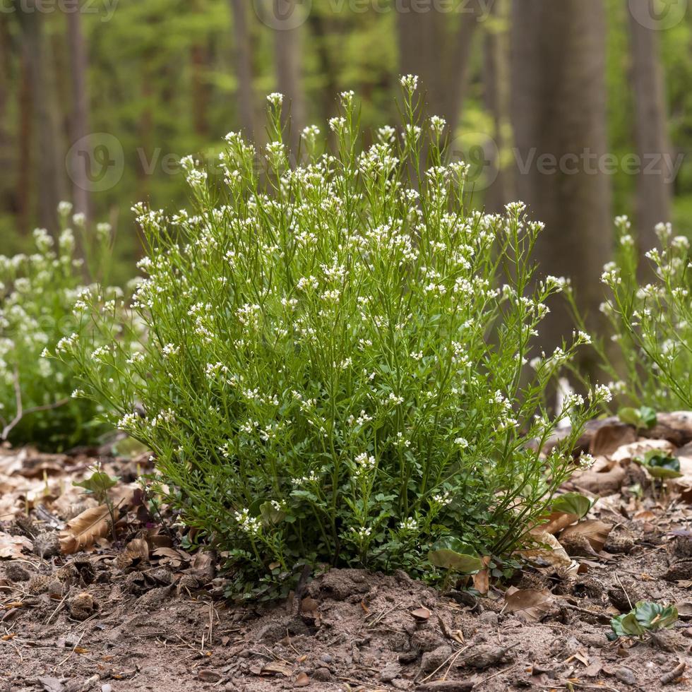 Busch mit weißen Blüten foto