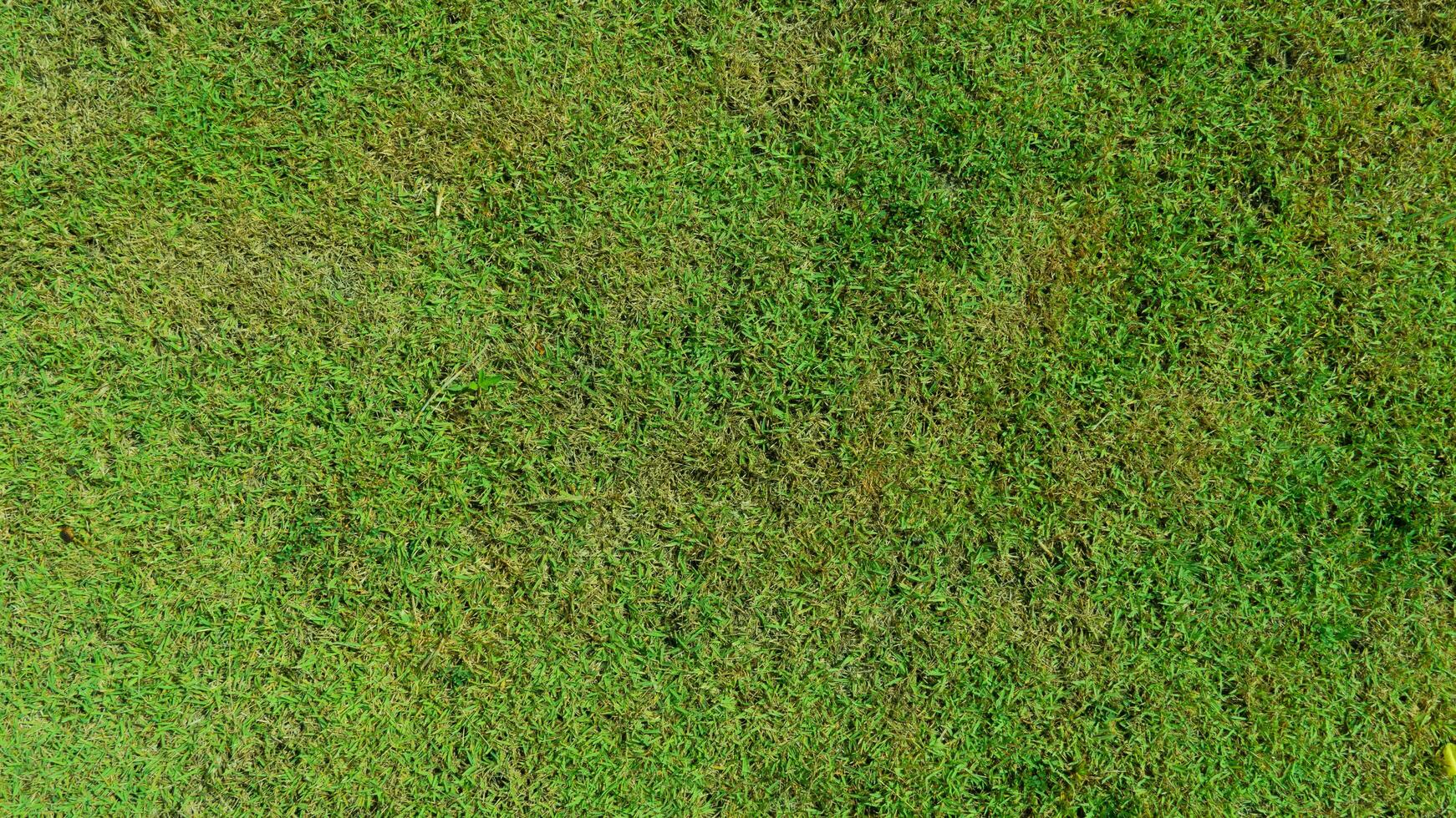 oben blick auf grünes gras. Rasenboden mit verschiedenen Grasarten kombiniert. für Hintergrund und strukturiert. foto