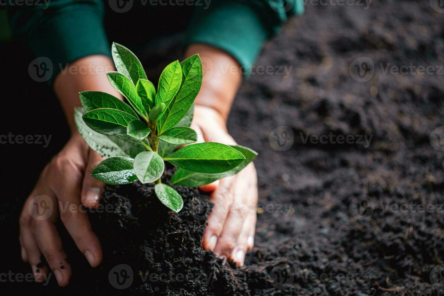 Welt Umgebung Tag. Hände Pflanzen das Sämlinge in Boden. Idee von schützen das Umgebung und reduzieren global Erwärmen. Symbol von Frühling, das Anfang von Wald, Ökologie Konzept. Erde Tag. foto