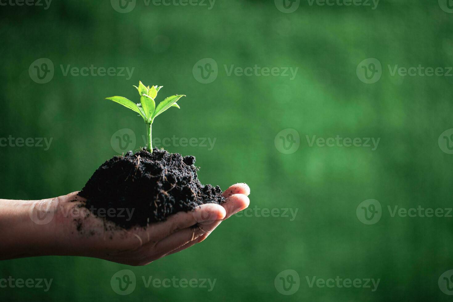 Welt Umgebung Tag. Hände Pflanzen das Sämlinge in Boden. Idee von schützen das Umgebung und reduzieren global Erwärmen. Symbol von Frühling, das Anfang von Wald, Ökologie Konzept. Erde Tag. foto