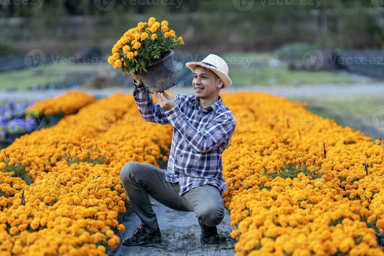 asiatisch Gärtner ist inspizieren das Gesundheit und Pest Steuerung von Orange Ringelblume Topf während Arbeiten im seine ländlich Feld Bauernhof zum medizinisch Kraut und Schnitt Blume Geschäft Konzept foto