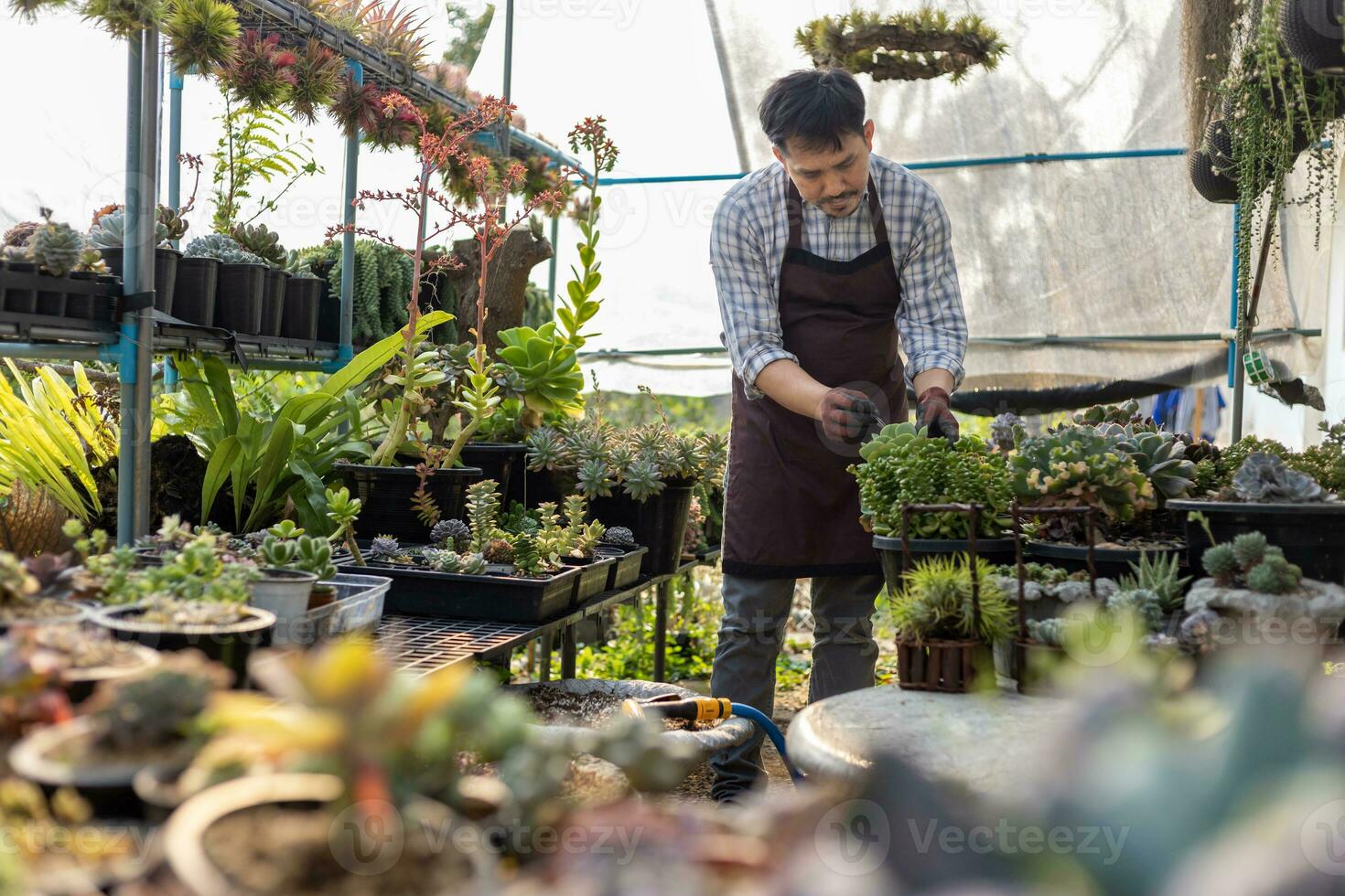 asiatisch Gärtner ist Arbeiten Innerhalb das Gewächshaus voll von saftig Pflanzen Sammlung während sich ausbreitend durch Blatt Schneiden Methode zum Zier Garten und Freizeit Hobby foto