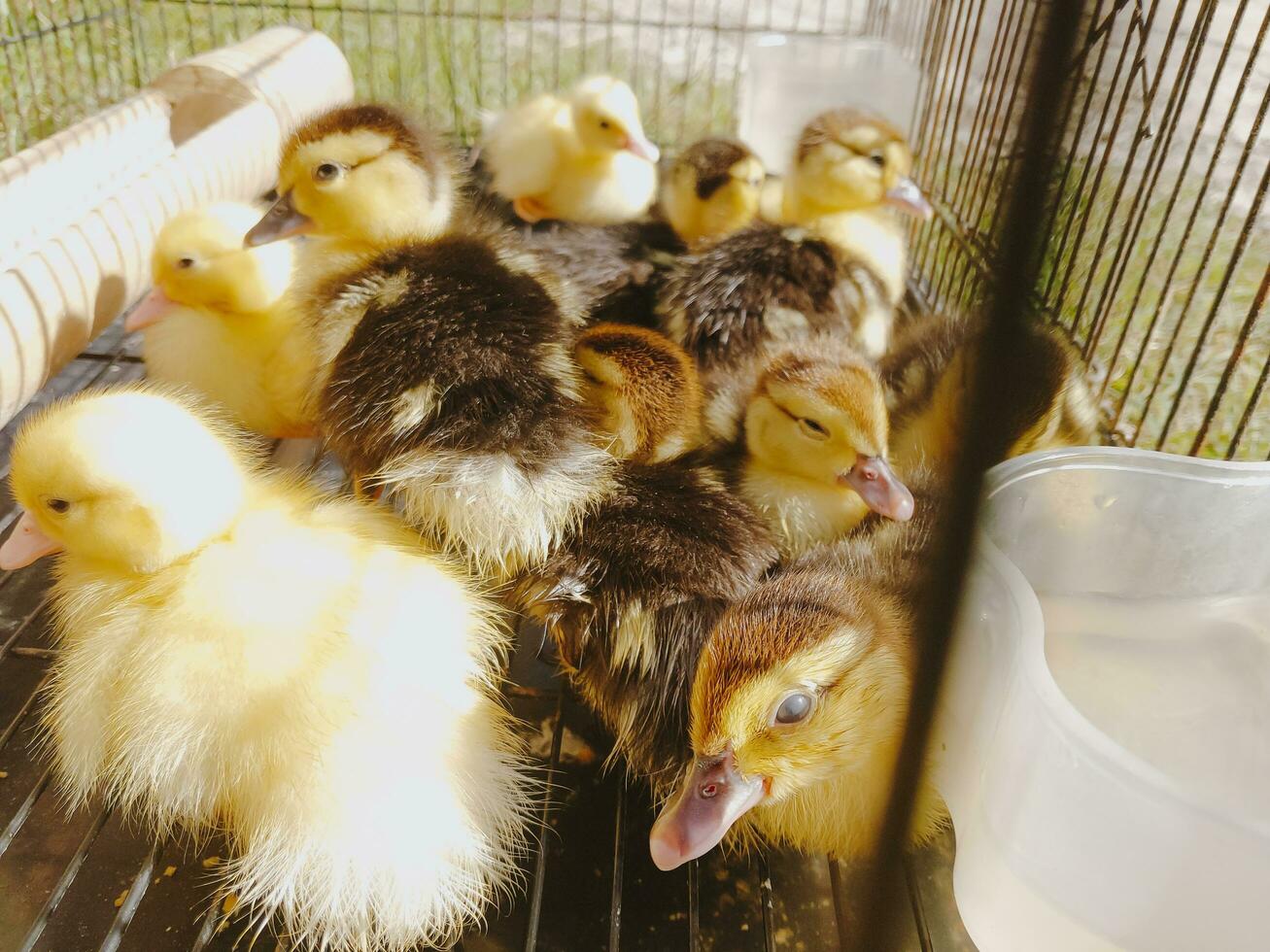 Entenküken sind eingesperrt mit Käfige gemacht von Eisen Riegel. foto