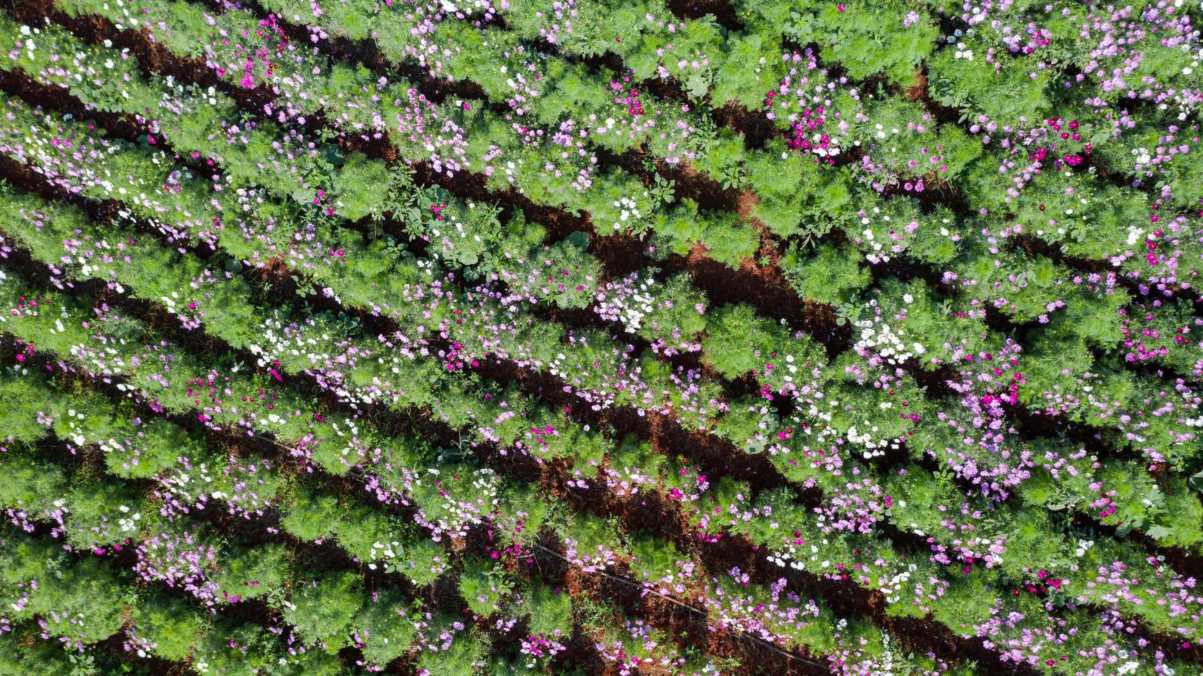 Blumengartenhintergrund mit schöner bunter Blume in Thailand foto