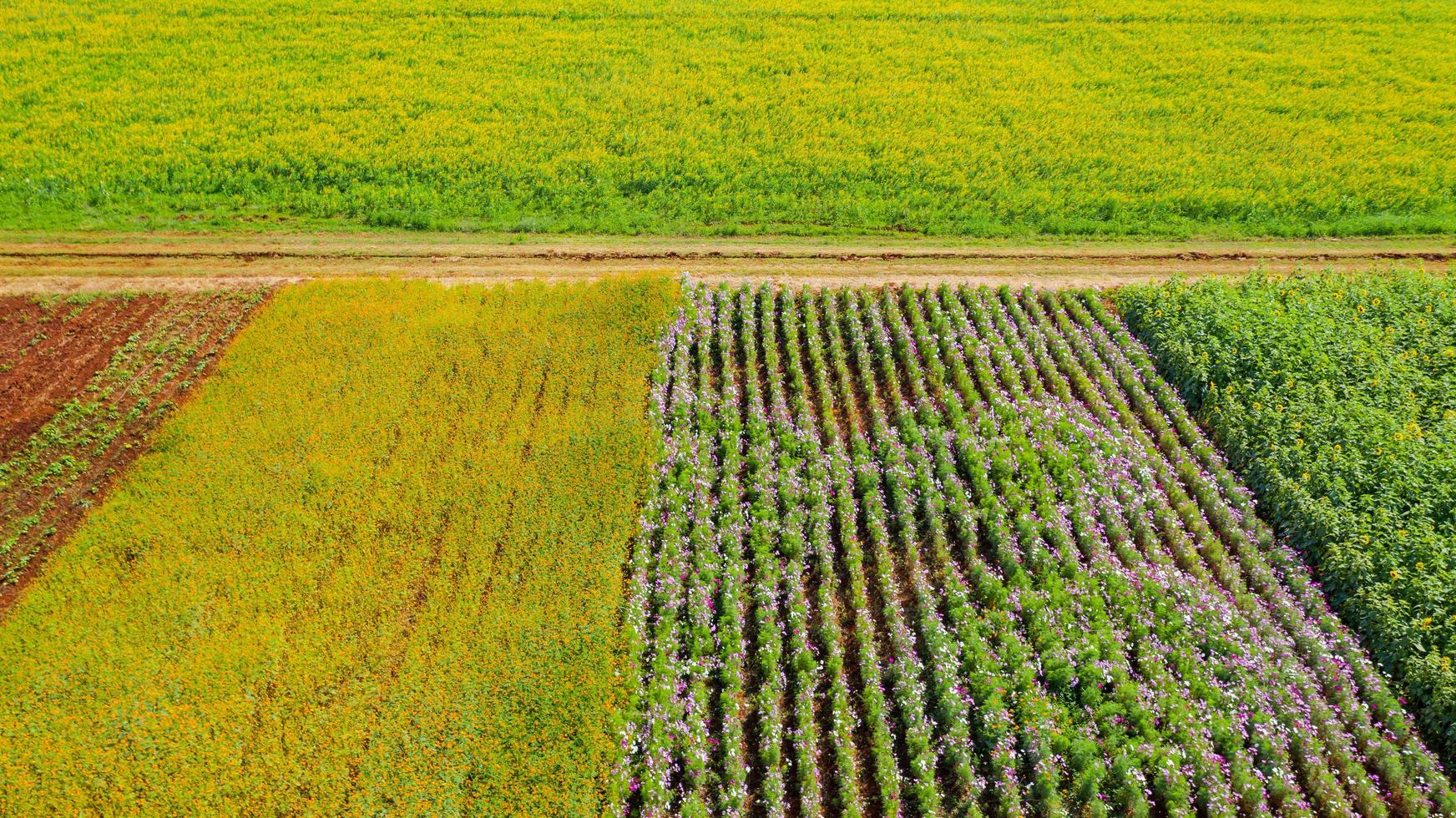 Blumengartenhintergrund mit schöner bunter Blume in Thailand foto