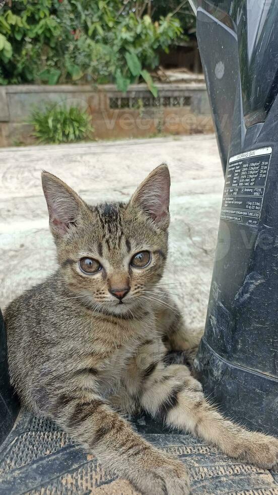 Tabby Katze Streuner Lügen foto