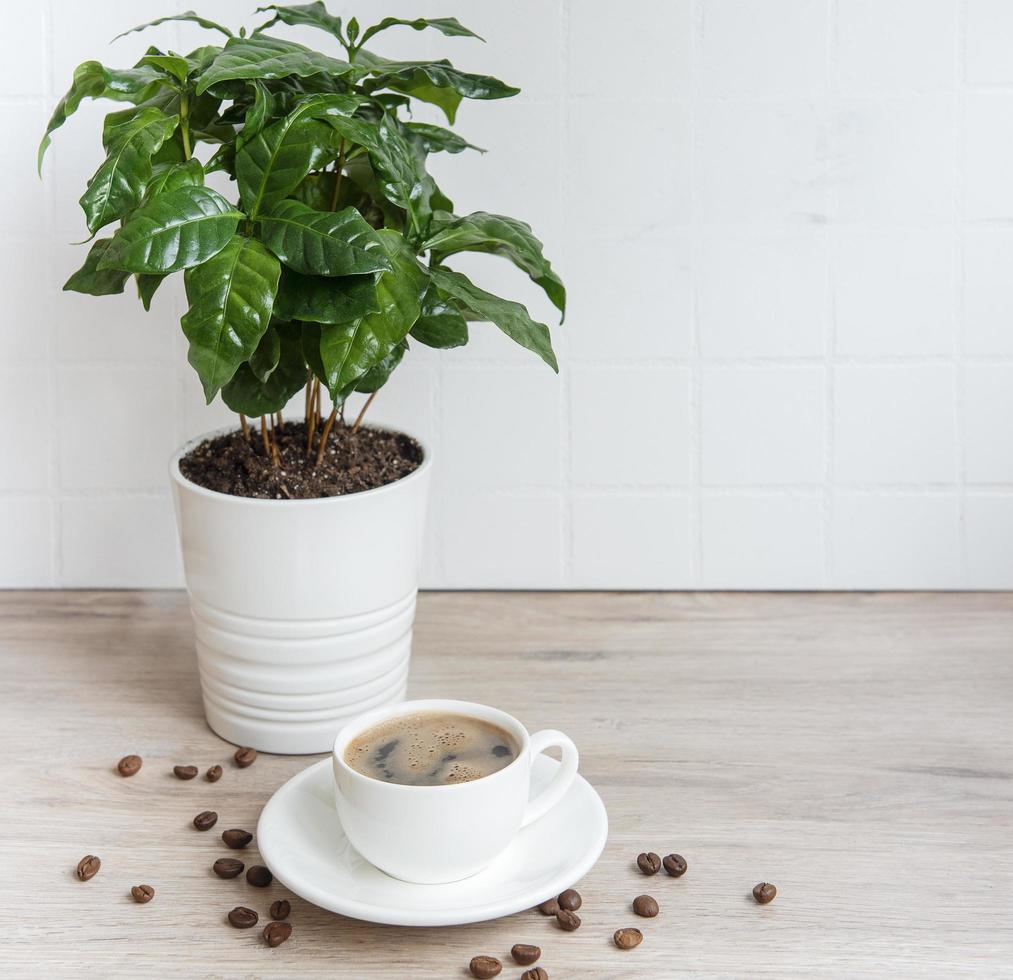 Sprossen von Kaffeepflanzenbaum in einer Kanne Tasse Kaffee und gerösteten Kaffeebohnen foto
