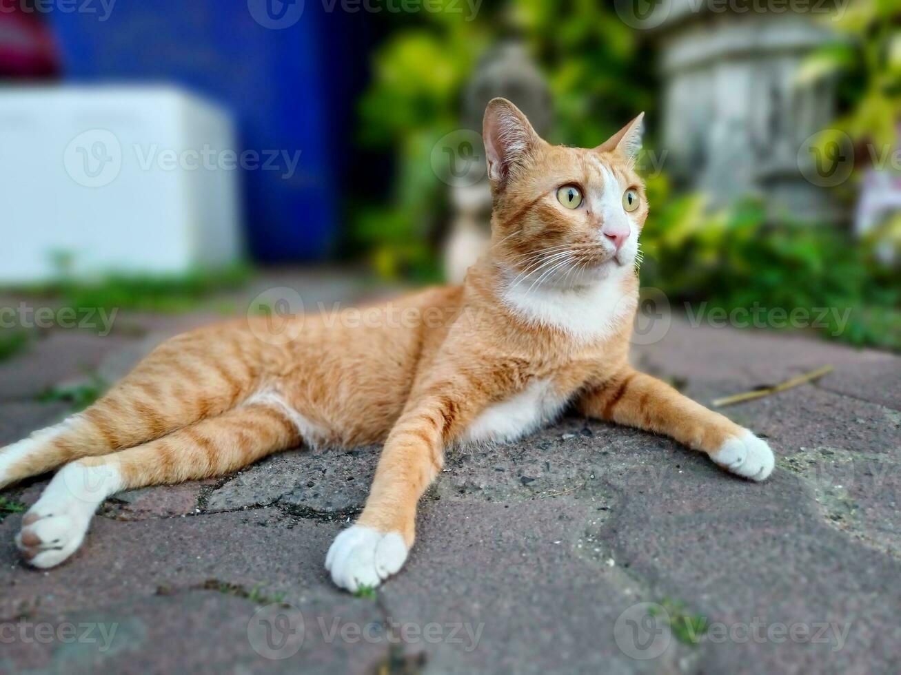 Orange Tabby Katze auf das Straße. foto