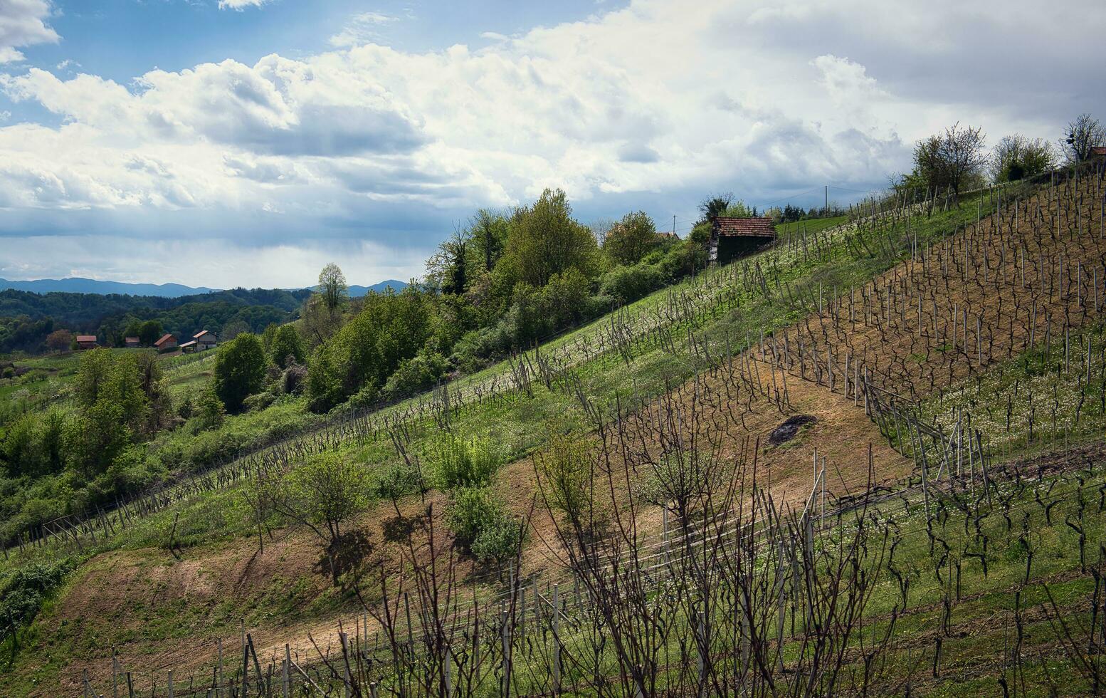 schön ländlich Landschaft Landschaft mit Weinberge und Wald auf Grün Hügel beim Klenice, Kroatien, Bezirk hrvatsko Zagorje foto