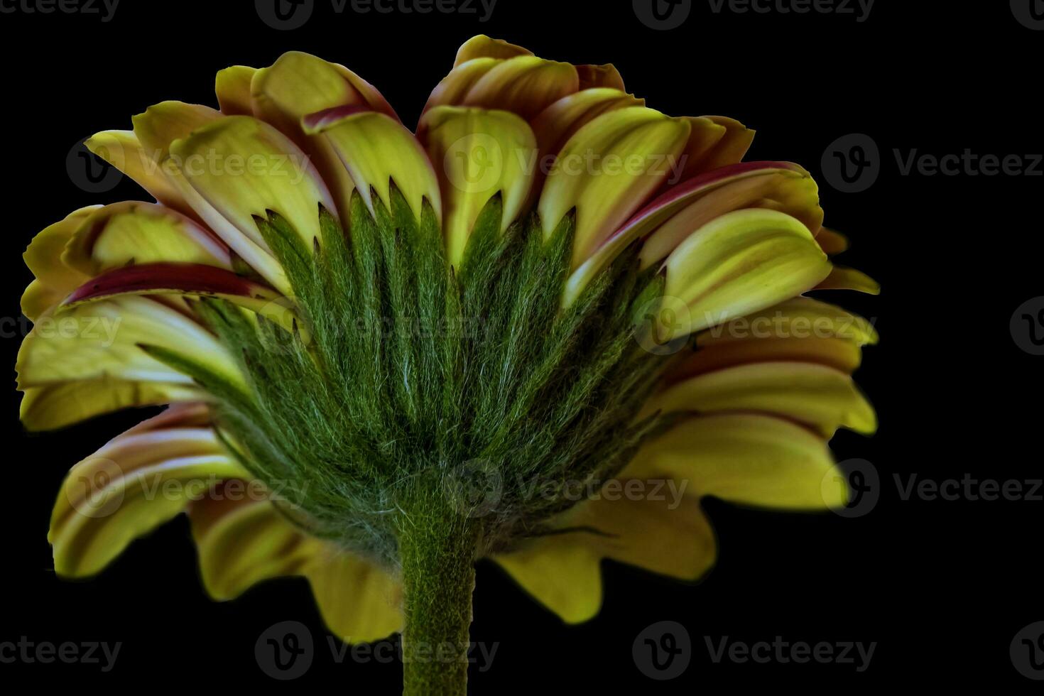 ein Barberton Gänseblümchen mit Blütenblätter geschlossen foto