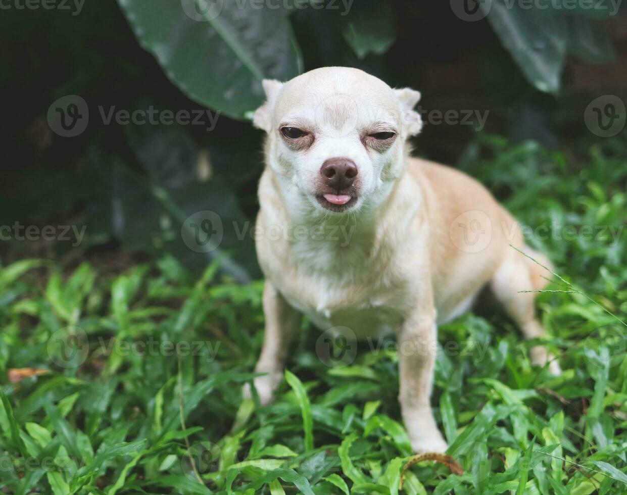 braun kurz Haar Chihuahua Hund Sitzung auf Grün Gras im das Garten, Herstellung komisch Gesicht. foto