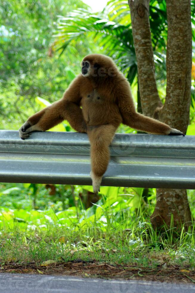 Gibbon sitzend auf ein der Verkehr Barriere foto