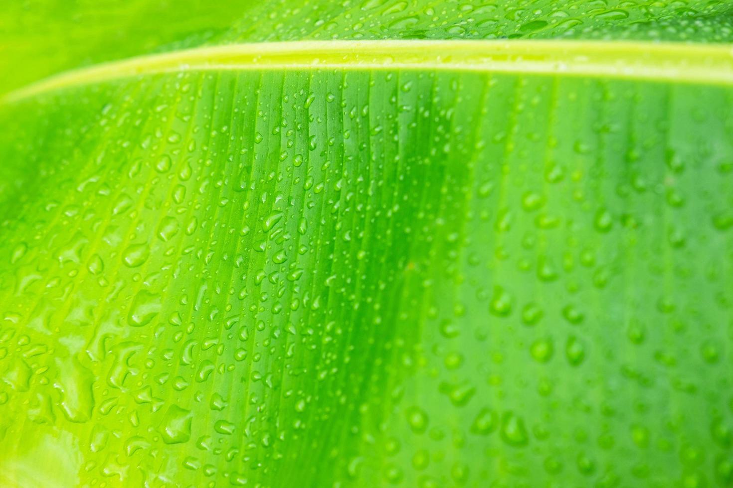 der Hintergrund von Wassertropfen auf den Bananenblättern nach Regen. foto