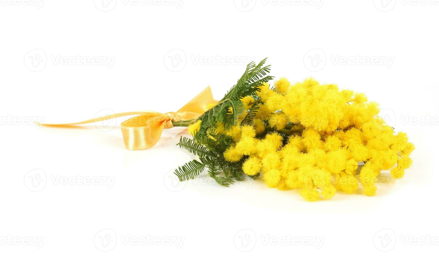 Zweig von Mimose Blumen foto