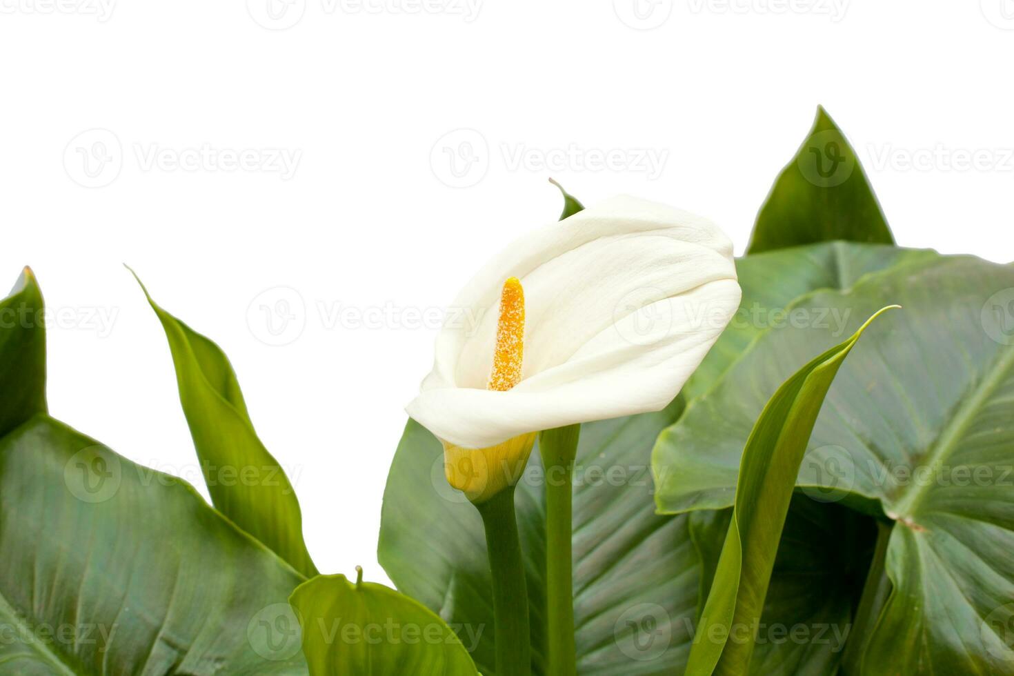 Weiß Calla Lilien mit Blatt foto
