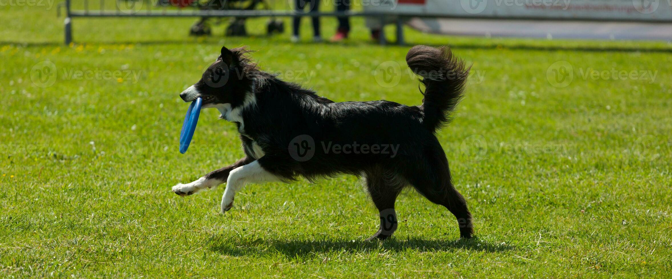 Border Collie Hund mit Frisbee foto