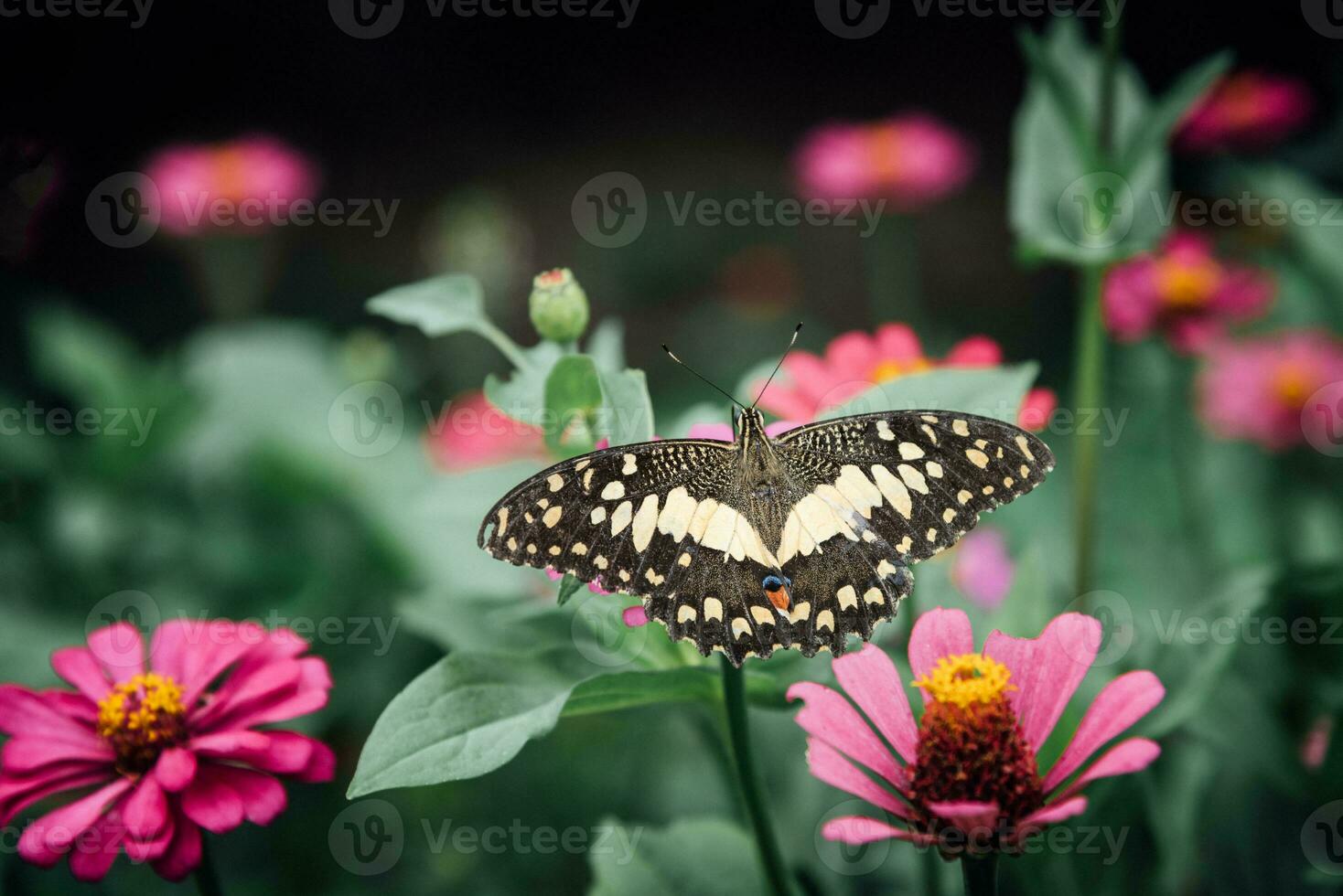 schön Schmetterling und Blume foto