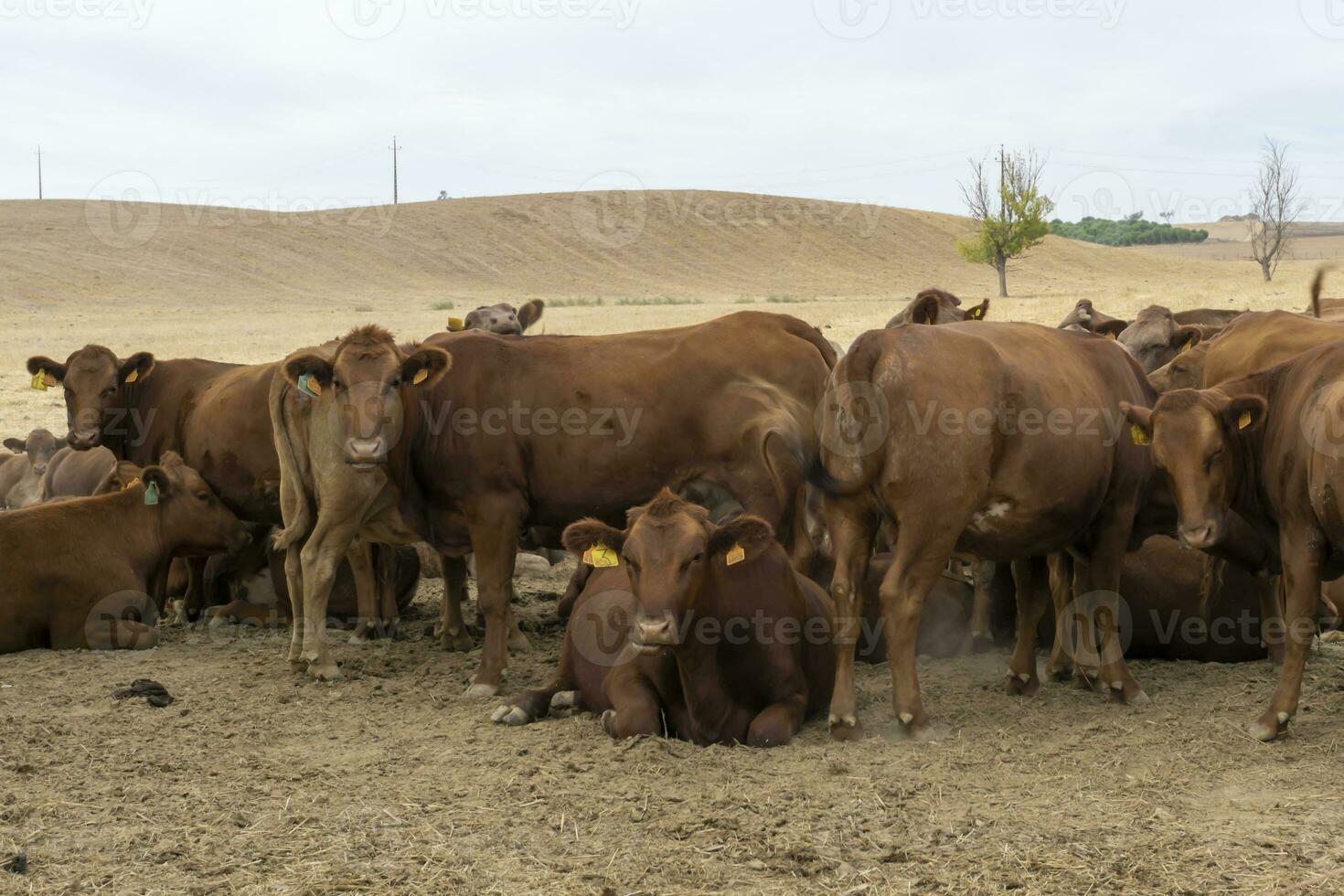 Herde von braun das Vieh auf trocken Wiese draußen foto
