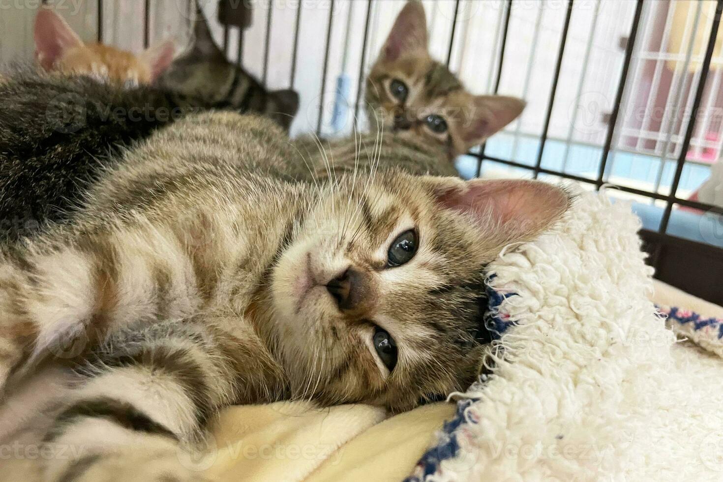 süß Tabby Kätzchen Schlaf mit Mutter auf Weiß Sanft Decke. Katzen sich ausruhen Nickerchen machen auf Bett. klein Katzen Schlafen umarmen jeder andere beim Zuhause Lügen auf Bett Weiß Decke komisch Pose. süß bezaubernd Haustiere Katzen foto