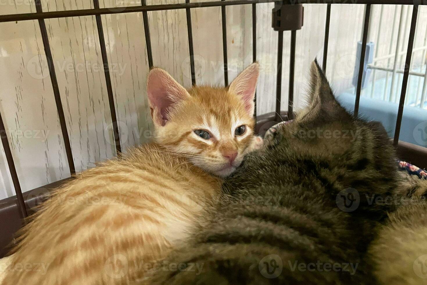 süß Tabby Kätzchen Schlaf mit Mutter auf Weiß Sanft Decke. Katzen sich ausruhen Nickerchen machen auf Bett. klein Katzen Schlafen umarmen jeder andere beim Zuhause Lügen auf Bett Weiß Decke komisch Pose. süß bezaubernd Haustiere Katzen foto